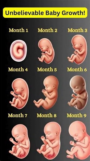 Fetal Development Month by Month | How Baby Grows in the Womb