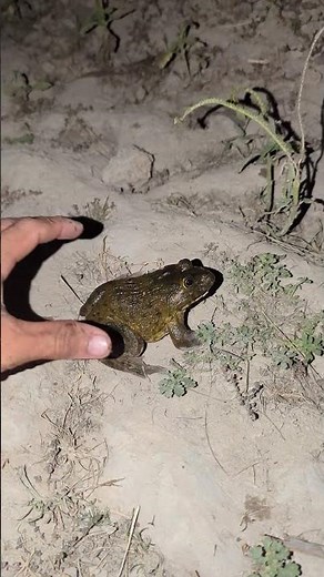 Catch a funny toad for laugh fun fun | catch frog jumping fun | Froggy fun fun