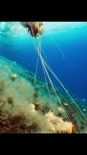 #tiktok #fyp #foryou #wildanimals #animals #amazing #animalworld | jellyfish