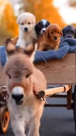 funny and Cutest Road Trip Ever: Tiny Donkey Pulls a Wagon Full of Puppies