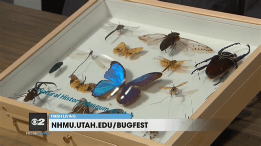 Explore the wonder of insects at BUGfest 2024