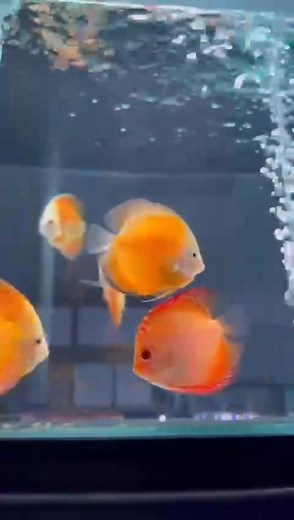 1K views · 66 reactions | Few more yellow | Discus HQ Australia formerly Living Discus Fish | Facebook