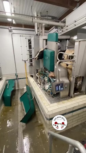 When we stopped milking cows in the milking parlour we had to find our new normal! This is a video of the first day the robots milked the cows and no one was quite sure what to do! #newnormal #the_beef_boys #robots #cow #farm #farmlife #farming #technology #farmtok #fyp #foryou #fypシ゚viral #cute #hardworking ##proud##kids##futureoffarming##tiktok##trend##canada#onthisday