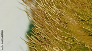 Vertical video golden sun shining through the young wheat spikes