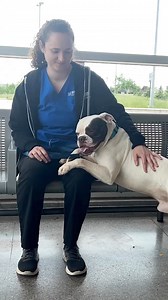 4.1K views · 114 reactions | Join TAS, the Toronto Transit Commission and Arthur the shelter dog for a subway ride, and learn a few tips on how to take the TTC safely with a dog! To adopt a dog like Arthur, visit www.toronto.ca/adoptapet | Toronto Animal Services | Facebook