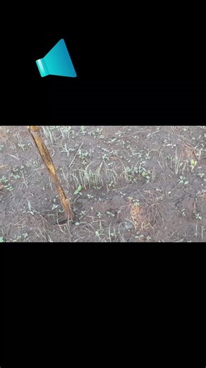 pretty farm girl (@prettyfarmgirl1)’s videos with original sound - Dr annointamani