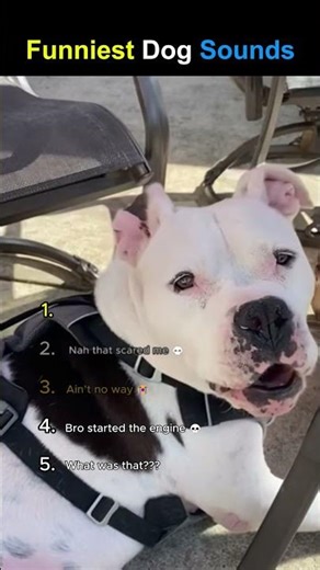 Funniest Dog Sounds Ever 😂