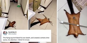 Flying squirrel repeatedly fakes its own death with a broom handle and people are losing it