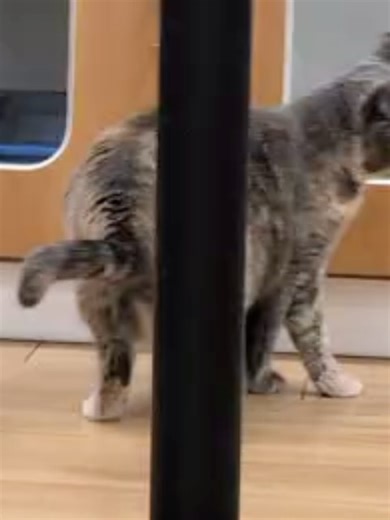 Rescue Me Tucson on Reels