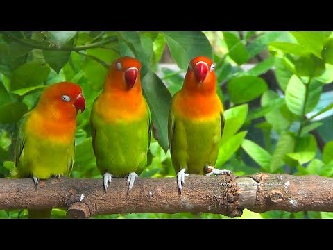 Lovebird Chirping and Singing Sounds - Pastel Green Trio