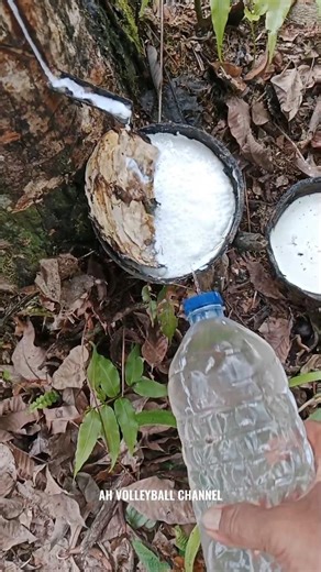 Liquid Rubber Sap Freezing Process🌳#rubberfarming#rubberfarming #satisfying #rubberwood #rubber