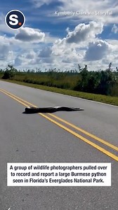 That is one BIG snake! 🐍 😳 | storyful