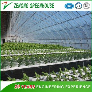 [Hot Item] 8m Single Span Plastic Film High Tunnel Greenhouse for Garden Planting Vegetables