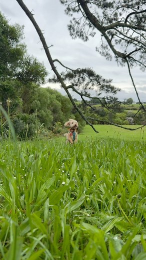 Wednesday warm but enjoying the puddles | The Catch Dog Training