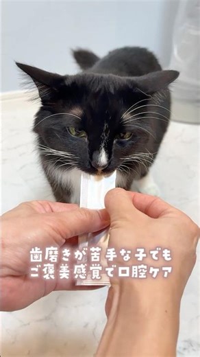 歯磨きが苦手なワンちゃん、猫ちゃんはこれで解決！