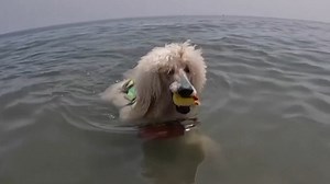 942K views · 9.8K reactions | A poodle has joined forces to assist a rescue dog squad in Spain, helping lifeguards tow people back to shore. | Sky News Australia | Facebook