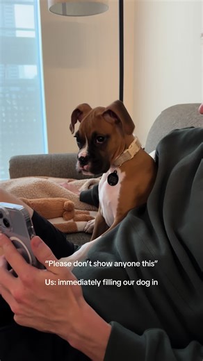 What Did They Say About Our Boxer Dog?