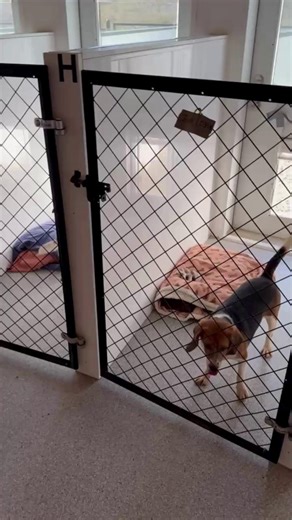 This morning, the first 10 beagles from Operation Freedom Fetchers arrived at Kindness Ranch — and they’re already thriving! As always, thank you to our dear friends at Run 2 The Rescue for partnering with us in these transports and doing the incredibly hard work of helping to make this possible! All ten of these precious beagles are young ladies, just two years old or younger, and their wagging tails and happy paws say it all. Check out the video below for a glimpse of their joy! Right now, the