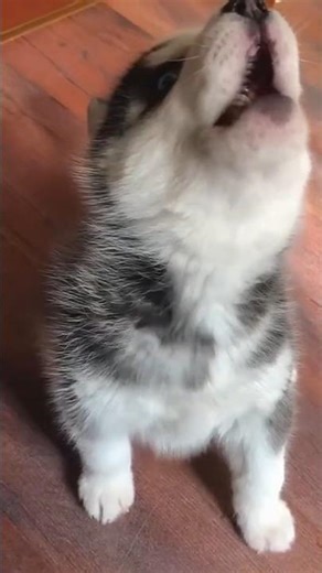 The cutest puppy compilation ever 🐶💛