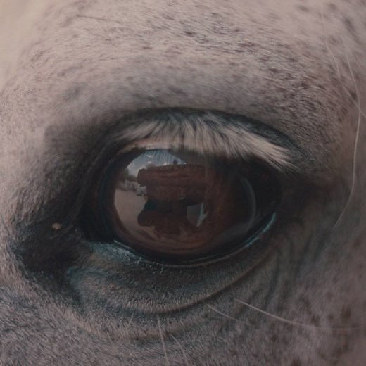 For Spanish photographer Cristina de Middel, shooting the Dior Cruise 2019 collection by Maria Grazia Chiuri in her adopted Mexico placed the accent on the horses. In this shoot for Dior Magazine, she was drawn to the sculptural physicality of the animals ridden by the escaramuzas, whose fearsomeness and style were key inspirations to the collection. More on.dior.com/cruise19. | Dior