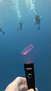 Sea Salp