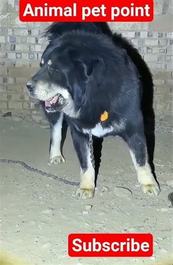 #dogvideos #dogs #dogshorts