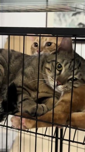 Why Is Kitty So Shy? Uncover the Secrets of Feline Shyness