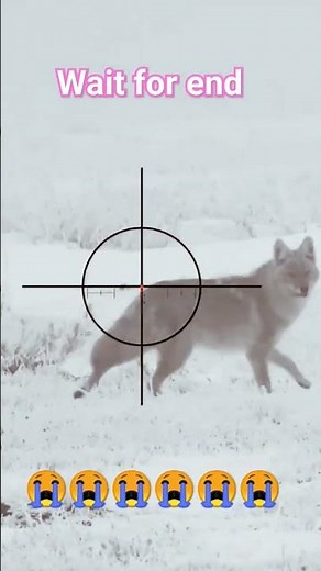wolf hunting !!wolf hunting prey !! timber wolf hunting#hunting
