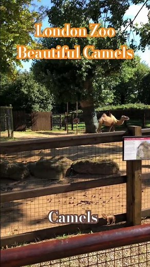 London Zoo Beautiful Camels 🐫
