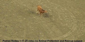 Animal Cruelty - Padres 2025 Rodeo