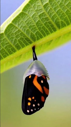 How Butterflies Are Made… 😮🦋