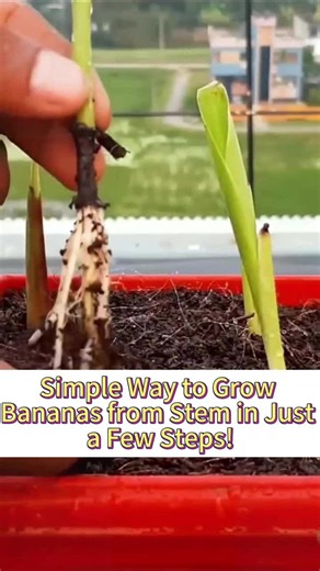 How to Grow Bananas from Stem Easily