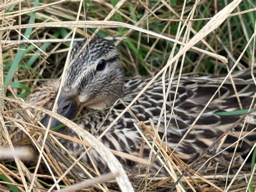 It's not the Potted Owl, but a similar situation in a planter in Washington County, Wi