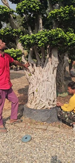 Bonsai Plant | Available on IndiaMART