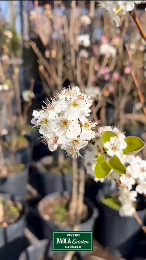 Vivero Paola Garden on Instagram: "Pyrus Calleryana Chanticleer un árbol elegante y facil de cuidar. Hermoso en todas las estaciones🌿✨"