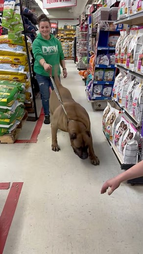 124K views · 2.6K reactions | Nothing to see here just a Dinosaur on a leash making friends 轢﫡 #reels #dog #viral | DarkDynastyK9s | Facebook