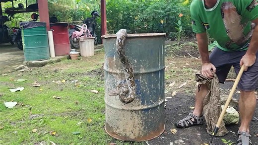 Big angry snakes encounter