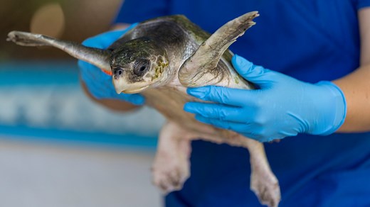 Sea turtle rehab center closes at Gumbo Limbo; nonprofit cites struggle to find funding