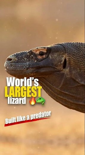 Komodo Dragon: Meet the WORLD'S LARGEST and Deadliest Lizard
