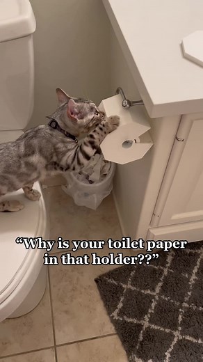 Adorable Bengal Cat Luna and Taylor Swift Moments