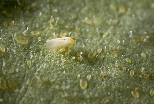 Tobacco whitefly - Biocontrol, Damage and Life Cycle