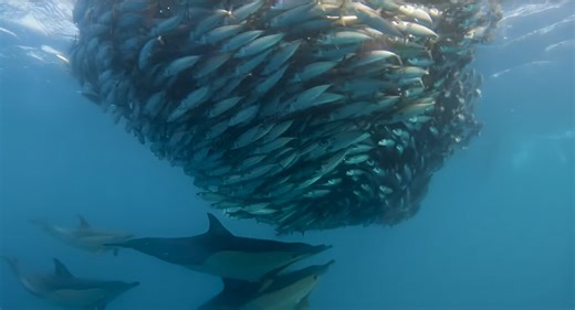 Stunning Video Unveils Underwater Magic from Sardine Run