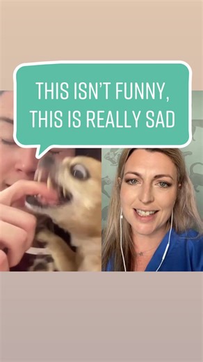 Understanding Aggressive Dog Behavior: The Risks and Warning Signs