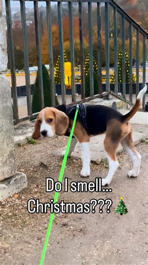 Sniffing for my presents #beagle #beagle_mania #puppy #beaglepuppy #christmasmagic | Raymond The Beagle
