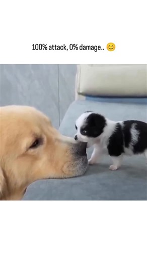 Cute Animals 𓆉 | The video features a small black and white puppy attempting to “attack” a much larger golden retriever by nibbling on its nose,... | Instagram