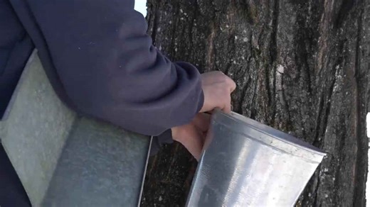 Tapping Maple Trees for Syrup