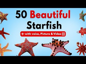 Explore the SECRET World of 50 Fascinating Starfish Species