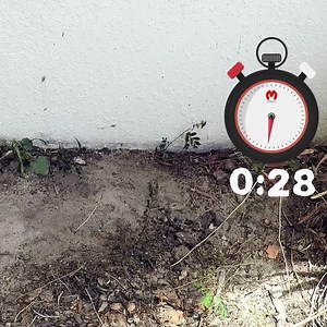 Say goodbye to cluttered sheds and time-consuming weed control!  Quick & easy solutions for busy gardeners like you. Spend less time spraying, more time enjoying your garden ‍. 20+ years of expertise in natural weed management - safe, effective & reliable! Always follow label directions for a hassle-free gardening experience  | Bioweed Organic | Facebook