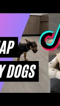 Hap Hap Happy Dog | 2 mins