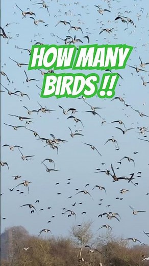 WWT Slimbridge flocking fantastic. #birds #wildlife #nature